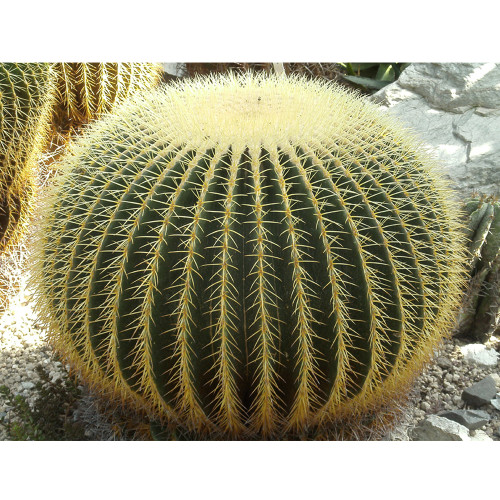 10pcs Seeds Echinocactus grusonii Rare Cactus Succulent Plants