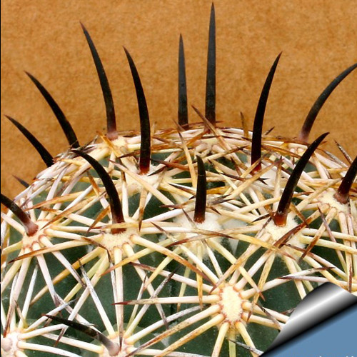 10pcs Coryphantha cornifera Seeds Rare Cactus Succulent Plants