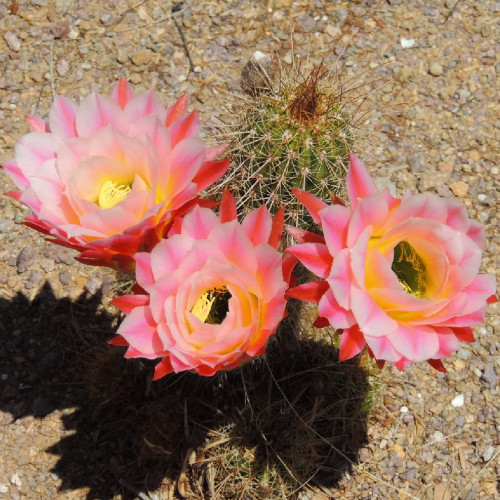 10pcs Seeds Trichocereus huasha Rare Cactus Succulent Plants Pink Flowers