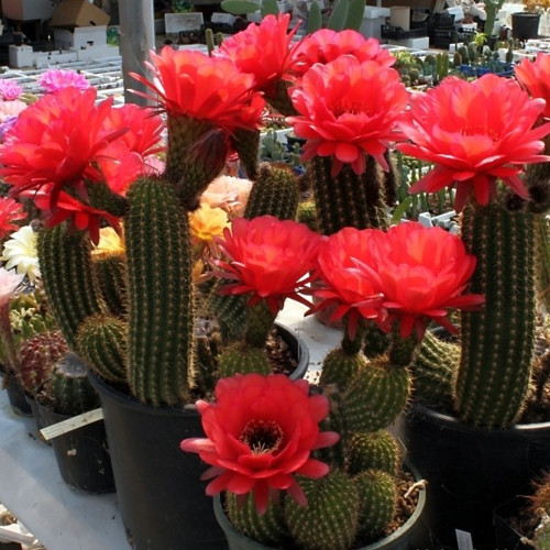 10pcs Trichocereus huasha v grandiflora Seeds Rare Cactus Succulent Plants