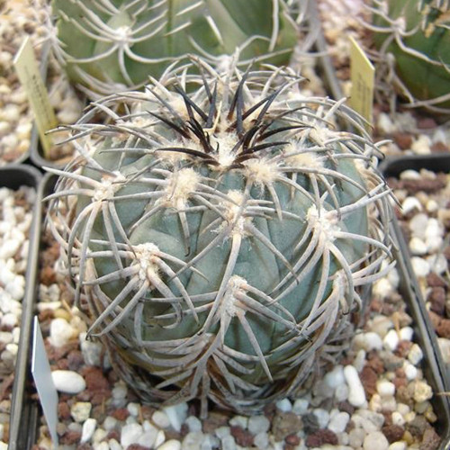 10pcs Gymnocalycium spegazzinii ssp. Horizonthalonium Seeds Rare Cactus Plants