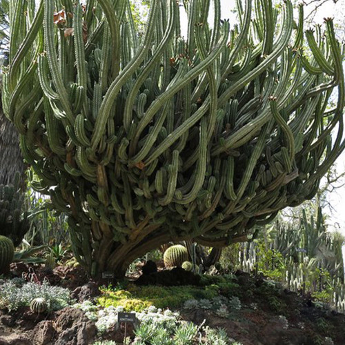 10pcs POLASKIA chende Seeds Rare Cactus Plants