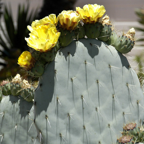 10pcs Opuntia Robustaopuntia Robusta Seeds Rare Cactus Plants