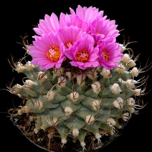 10pcs Turbinicarpus alonsoi Seeds Rare Cactus Plants