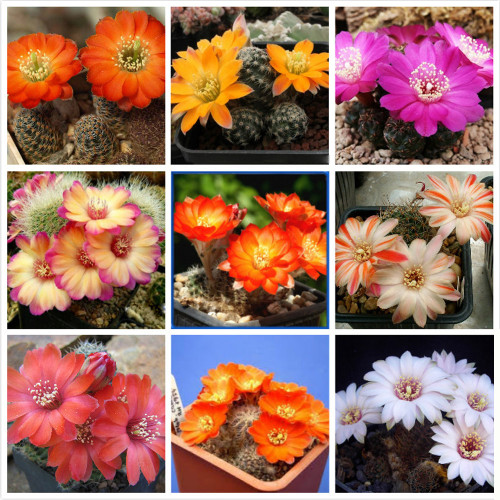 10pcs Mediolobivia Mixed Seeds Rare Cactus Plants