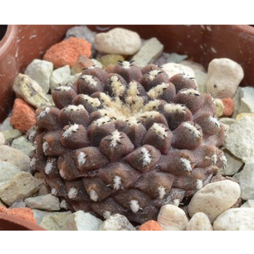 10pcs Thelocephala napina Seeds Rare Cactus Plants