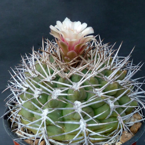 10pcs Gymnocalycium pugionacanthum Seeds Rare Cactus Plants