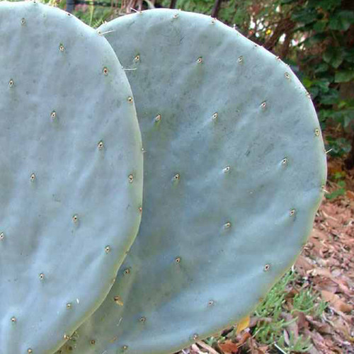 10pcs Opuntia Robustaopuntia Robusta Seeds Rare Cactus Plants