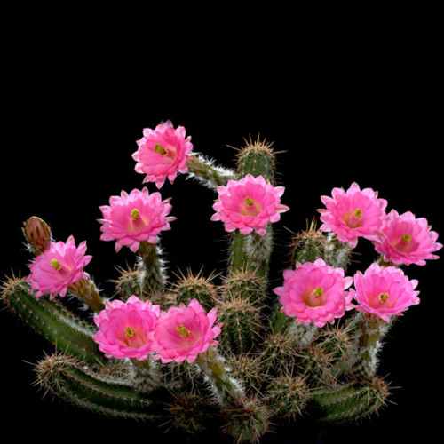 10pcs Echinocereus scheerii Seeds Rare Cactus Plants