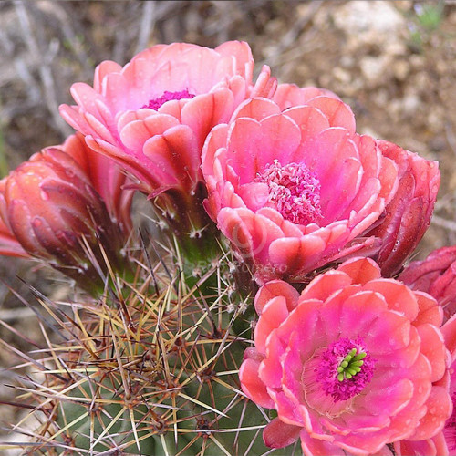 10pcs Echinocereus roetteri Seeds Rare Cactus Plants