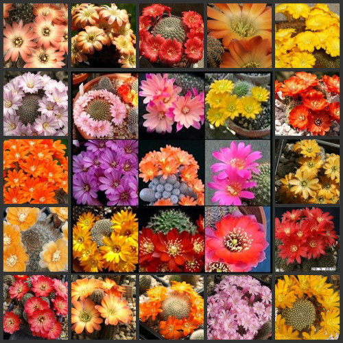 10pcs REBUTIA Mixed Seeds Rare Cactus Plants