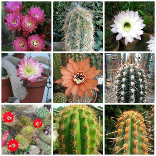 10pcs Haageocereus Mix Seeds Rare Cactus Plants