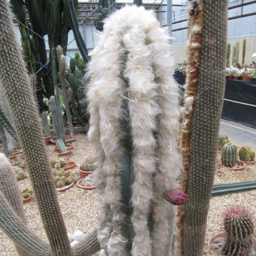 10pcs Pilosocereus palmeri Seeds Rare Cactus Plants