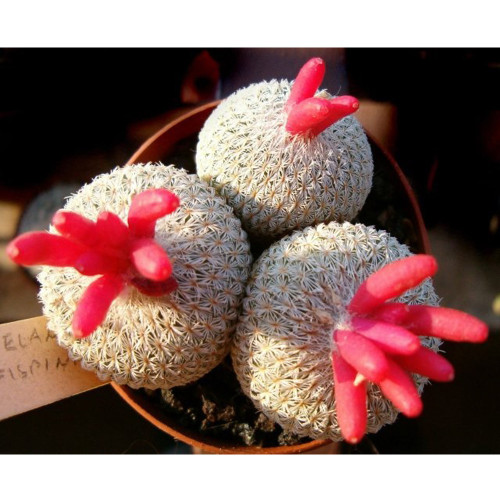 10pcs Epithelantha rufispina Seeds Rare Cactus Plants