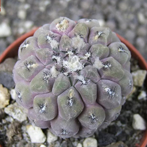 10pcs Thelocephala napina Seeds Rare Cactus Plants