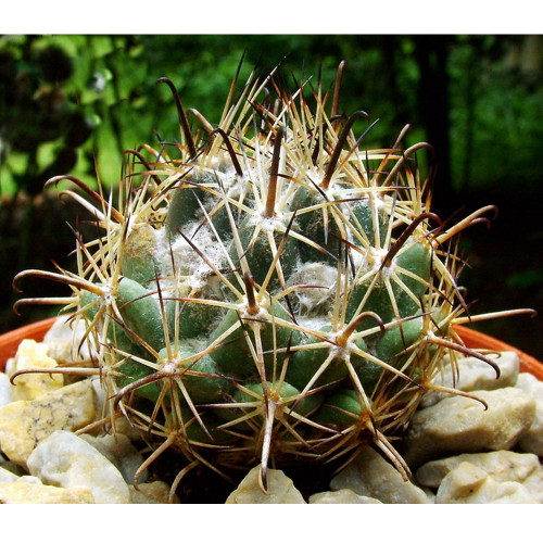 10pcs Coryphantha hintoniorum Seeds Rare Cactus Plants