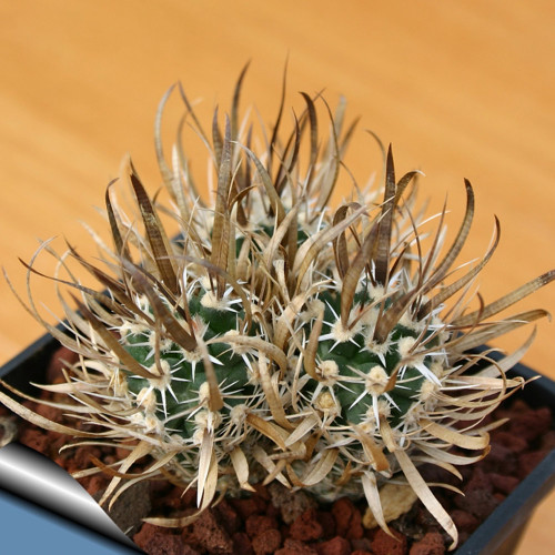 10pcs Toumeya papyracantha Seeds Rare Cactus Plants