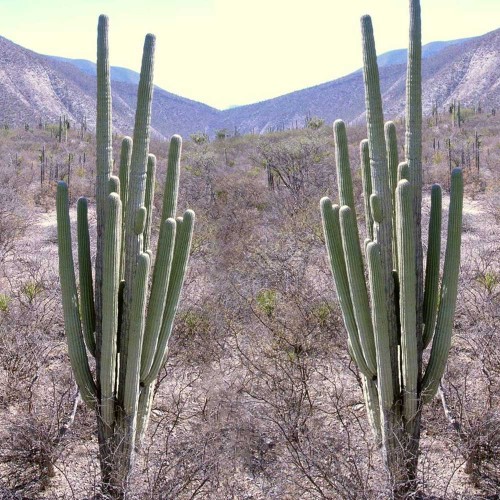 10pcs Neobuxbaumia tetetzo Seeds Rare Cactus Plants