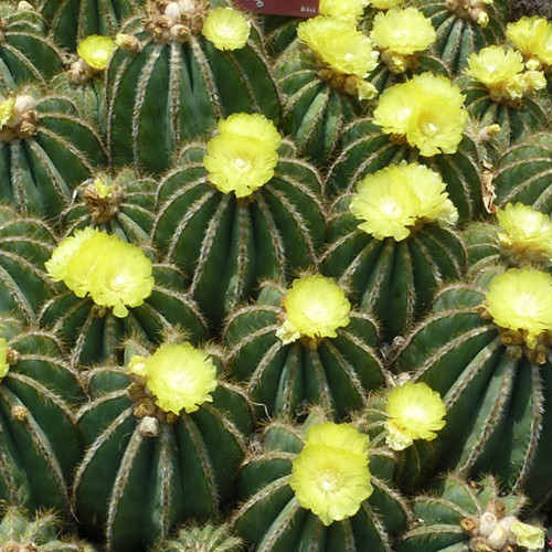 10pcs Eriocactus magnificus Seeds Rare Cactus Plants