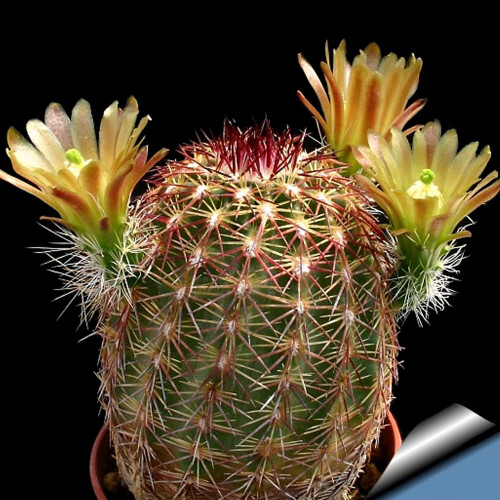 10pcs ECHINOCEREUS chloranthus v. cylindricus Seeds Rare Cactus Plants