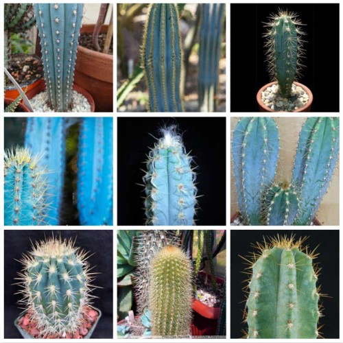10pcs Pilosocereus Mix Seeds Rare Cactus Plants