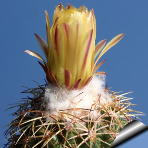10pcs Coryphantha delaetiana Fresh Seeds Rare Cactus Plants