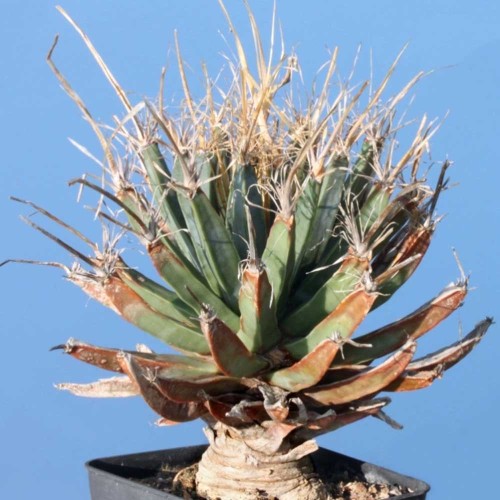 10pcs Leuchtenbergia principis Seeds Rare Cactus Plants