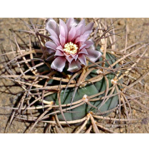 10pcs Gymnocalycium cardenasianum Seeds Rare Cactus Plants
