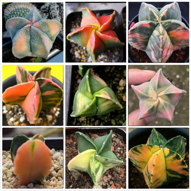 10pcs Astrophytum Myriostigma Variegata Seeds Rare Cactus Plants