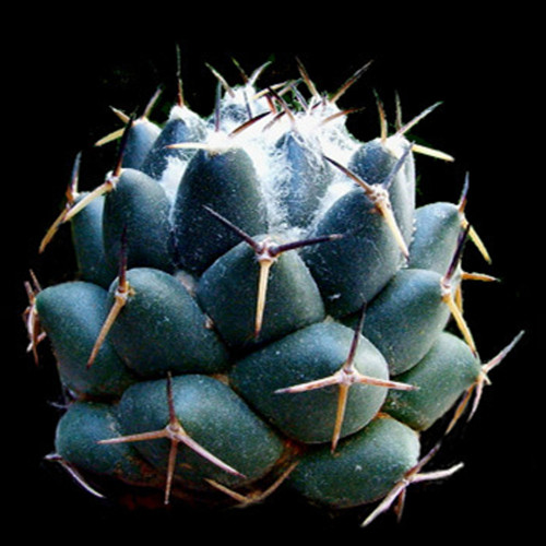 10pcs Coryphantha maiz-tablasensis Seeds Rare Cactus Plants