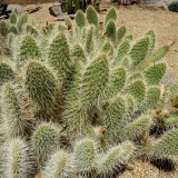 10pcs Opuntia polyacantha Seeds Rare Cactus Plants