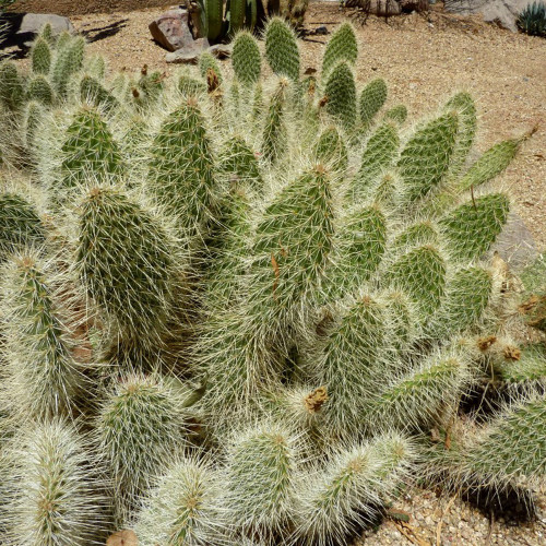 10pcs Opuntia polyacantha Seeds Rare Cactus Plants