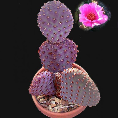 10pcs Opuntia basilaris Seeds Rare Cactus Plants