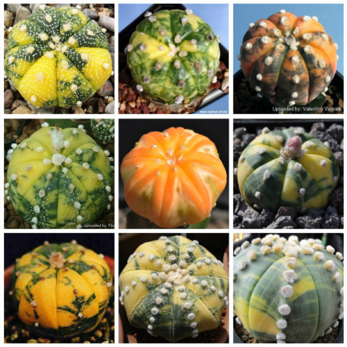 10pcs Astrophytum asterias Nichiki variegata Mix Fresh Seeds Rare Cactus Plants