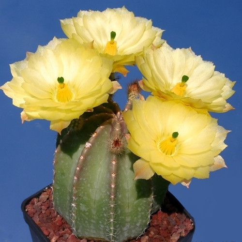 10pcs Echinocereus subinermis Seeds Rare Cactus Plants