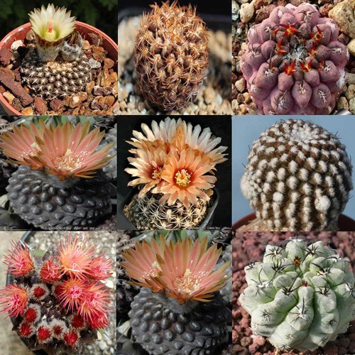 10pcs Thelocephala Mix Seeds Rare Cactus Plants