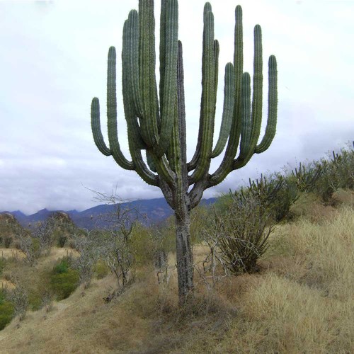 10pcs Pachycereus weberi Seeds Rare Cactus Plants