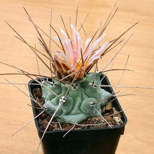 10pcs Thelocactus rinconensis Seeds Rare Cactus Plants