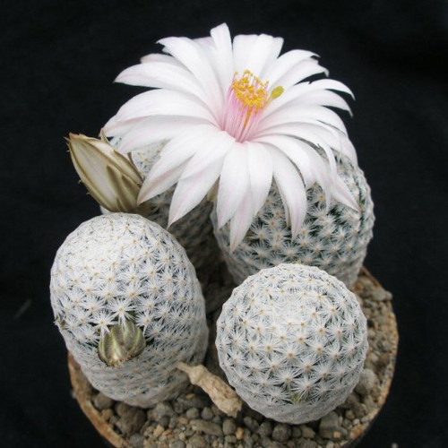 10pcs MAMMILLARIA herrerae v.albiflora Seeds Rare Cactus Plants