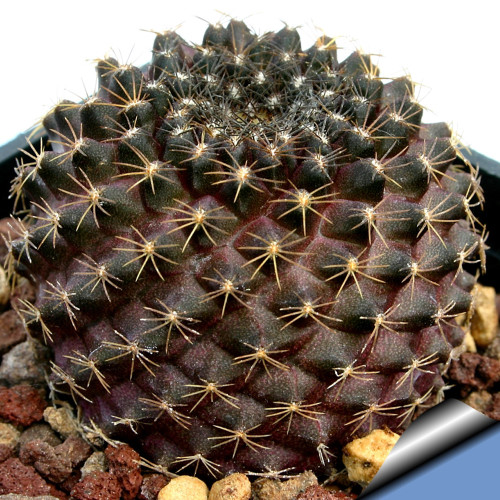 10pcs Copiapoa Tenuissima Fresh Seeds Rare Cactus Plants