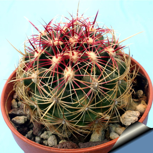 10pcs Thelocactus bicolor Seeds Rare Cactus Plants