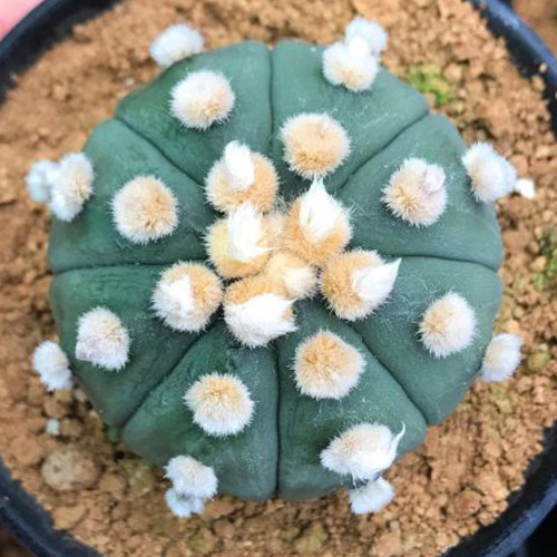 10pcs ASTROPHYTUM ASTERIAS  NUDUM  Cactus 🌵 seed grow