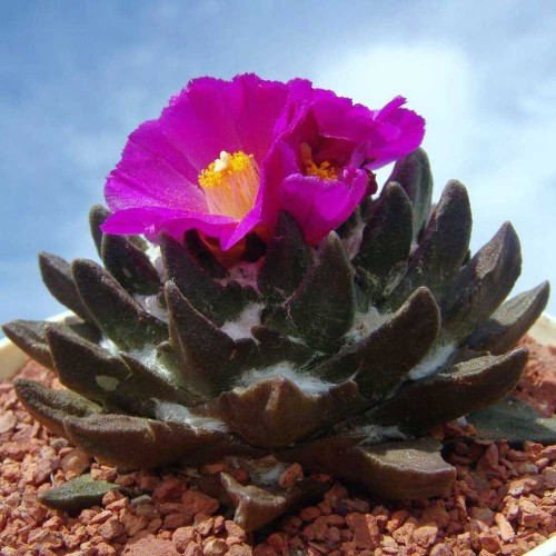10pcs Ariocarpus scapharostrus Seeds Rare Cactus Plants