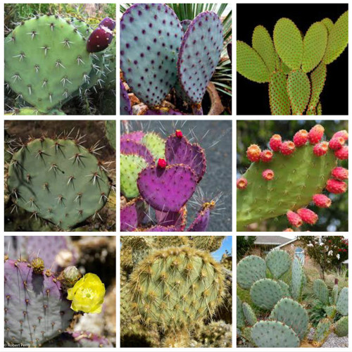 10pcs Opuntia Mix Seeds Rare Cactus Plants