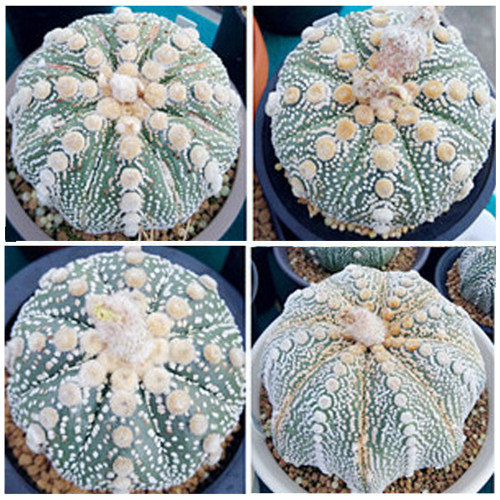 10pcs Astrophytum asterias OOIBO Nudum rare japan cactus SEED