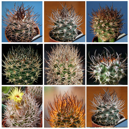 10pcs Pyrrhocactus Mix Fresh Seeds Rare Cactus Plants