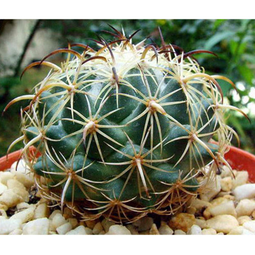 10pcs Coryphantha pallida Seeds Rare Cactus Plants