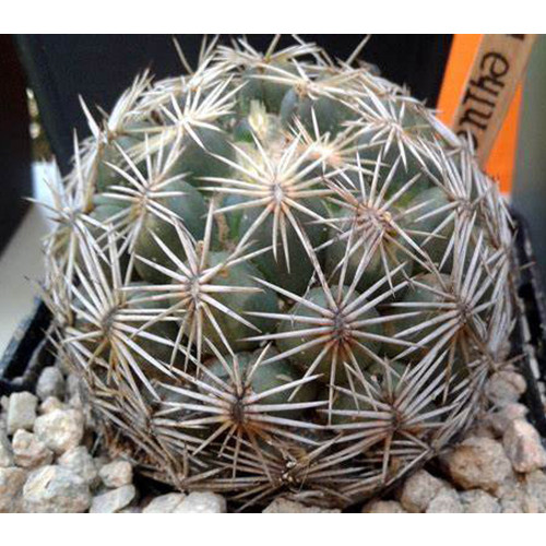 10pcs Coryphantha radians Seeds Rare Cactus Plants