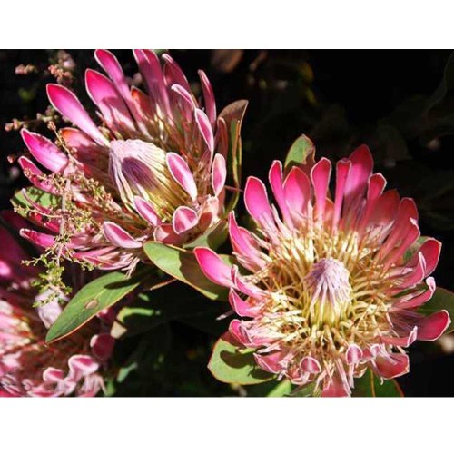 6pcs Protea susannae Seeds - Rare South African Shrub - Beautiful Flowers!