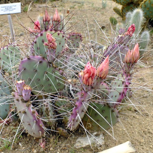 10pcs Opuntia macrocentra Seeds Rare Cactus Plants